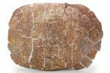 Colorful Inflated Fossil Tortoise (Stylemys) - South Dakota #355980-8